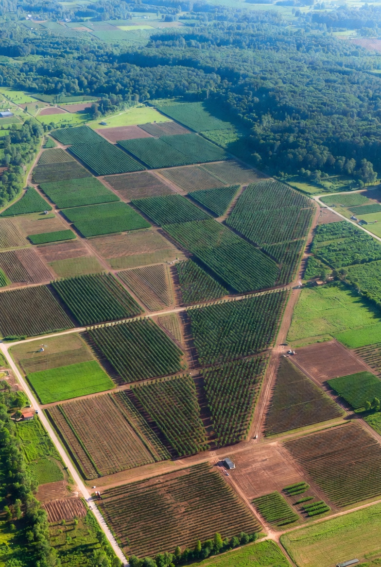 Plantation Development